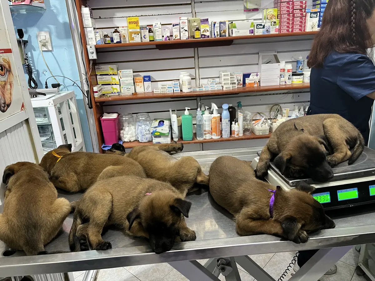 Clinica veterinaria mowi — foto 3 de 3