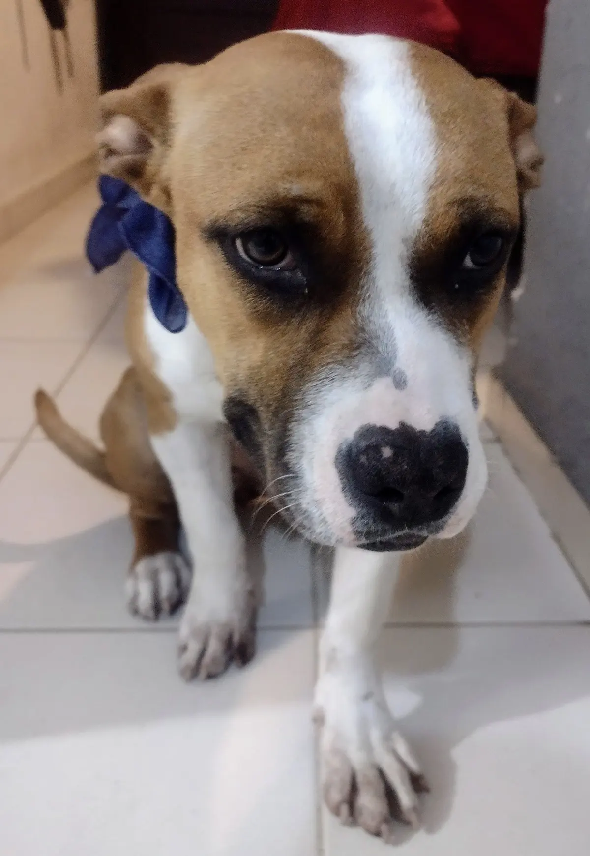 Clínica Veterinaria Iztapalapa — foto 2 de 3