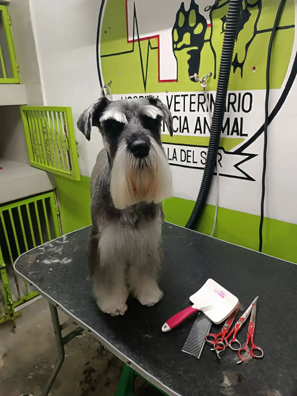 Hospital Veterinario Frecuencia Animal