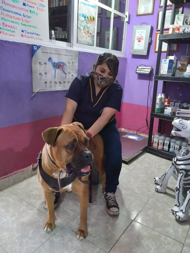 Servicio Médico Veterinario "Nicniuh"