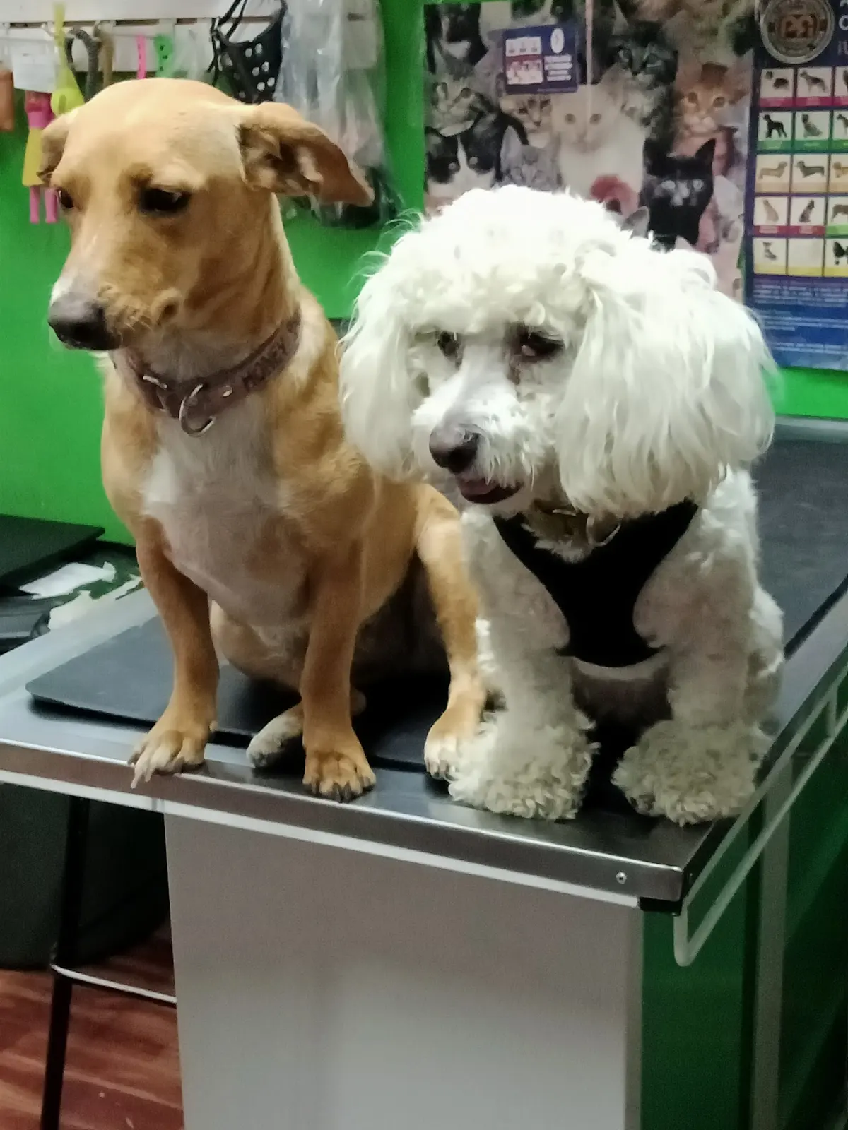 Veterinaria Bilbao — foto 3 de 3
