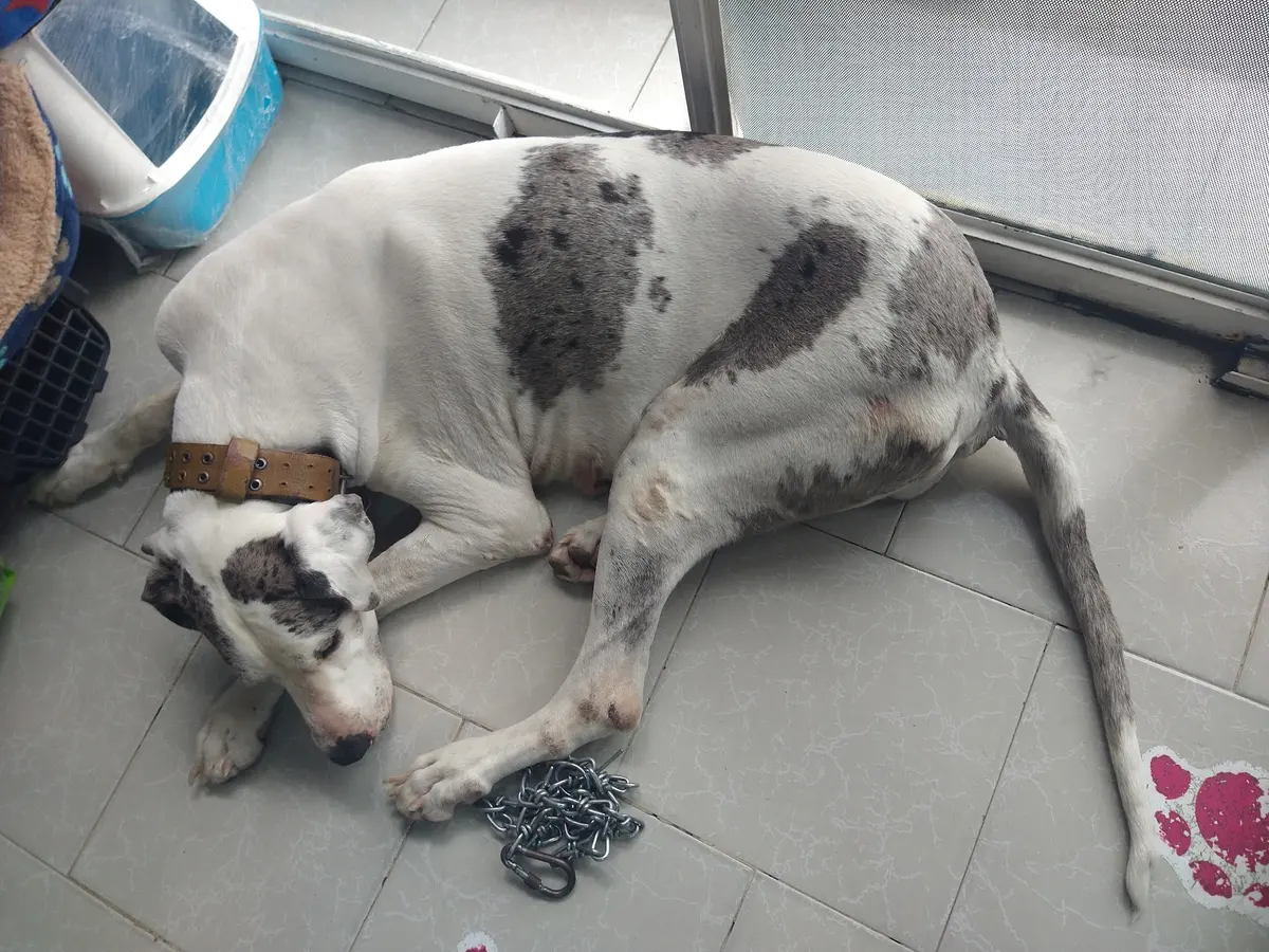 VETERINARIA Las TORRES