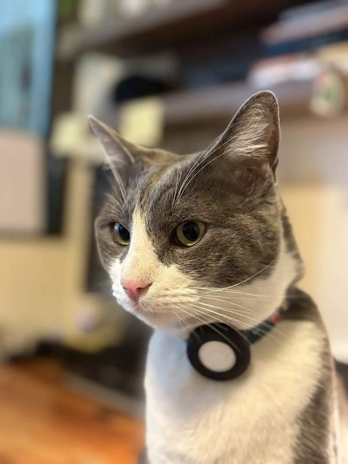 Veterinaria Skamp
