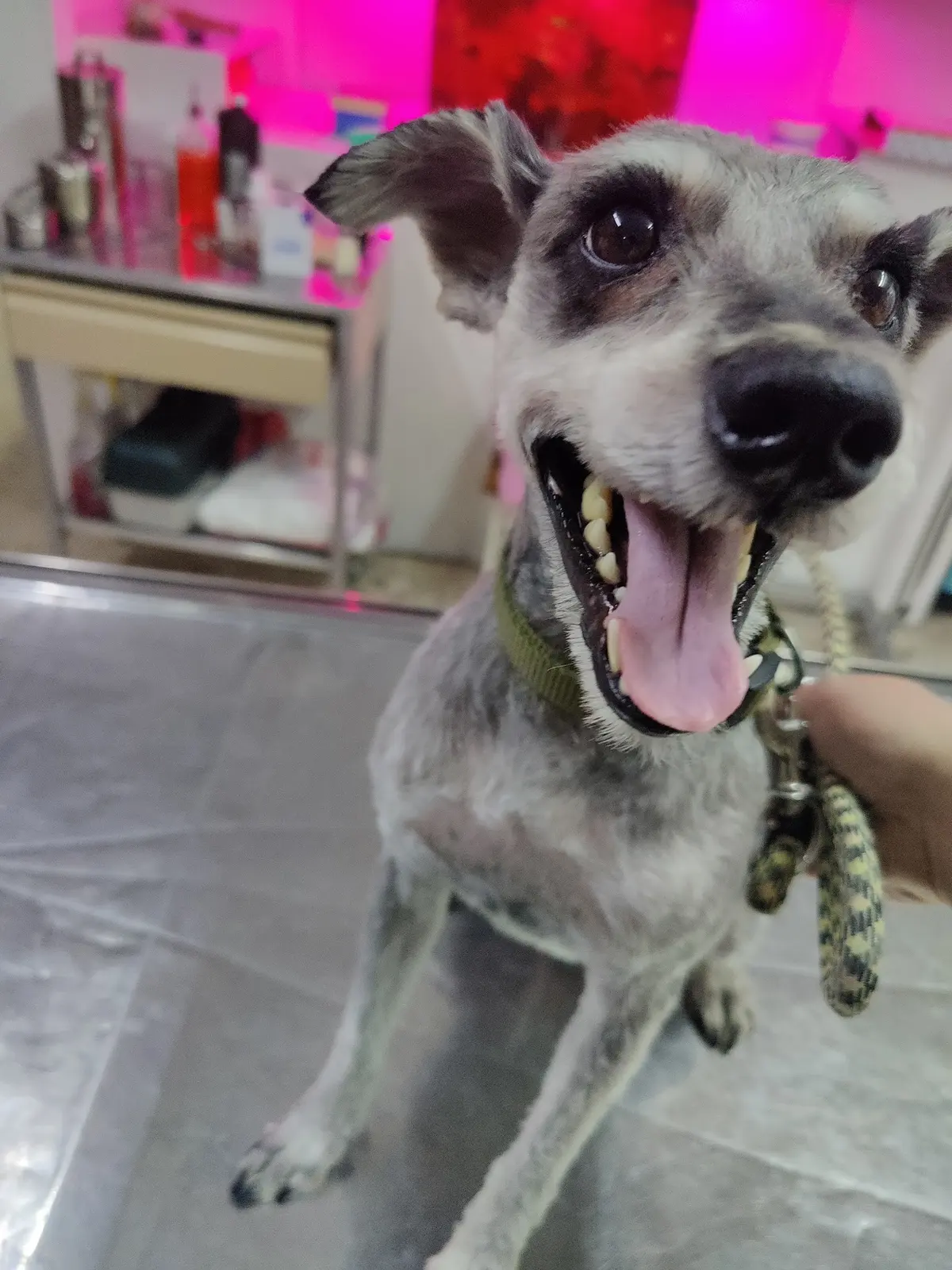 Veterinaría Ssnoopyy