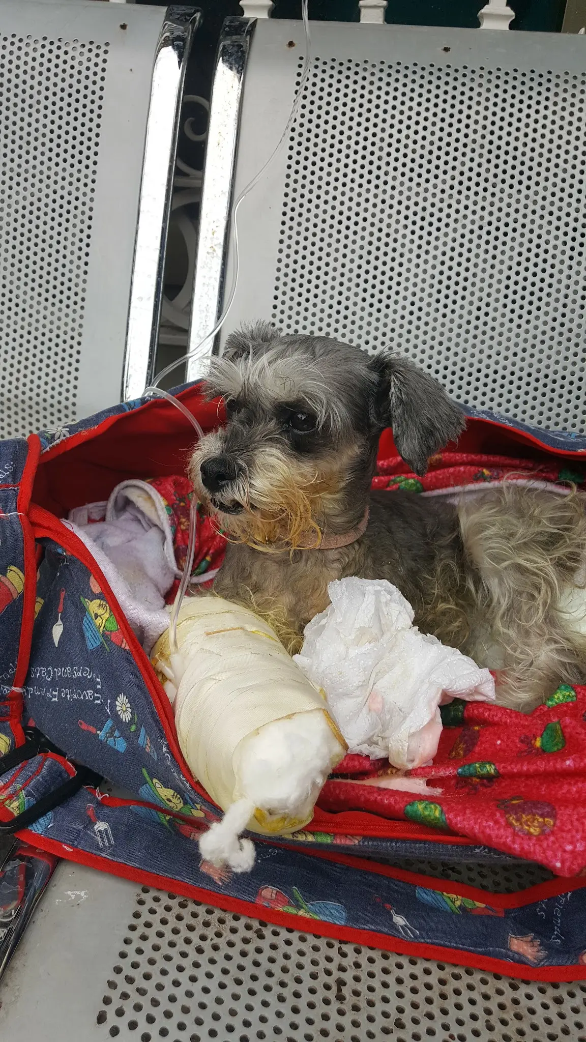 Veterinaria Yonan — foto 3 de 3