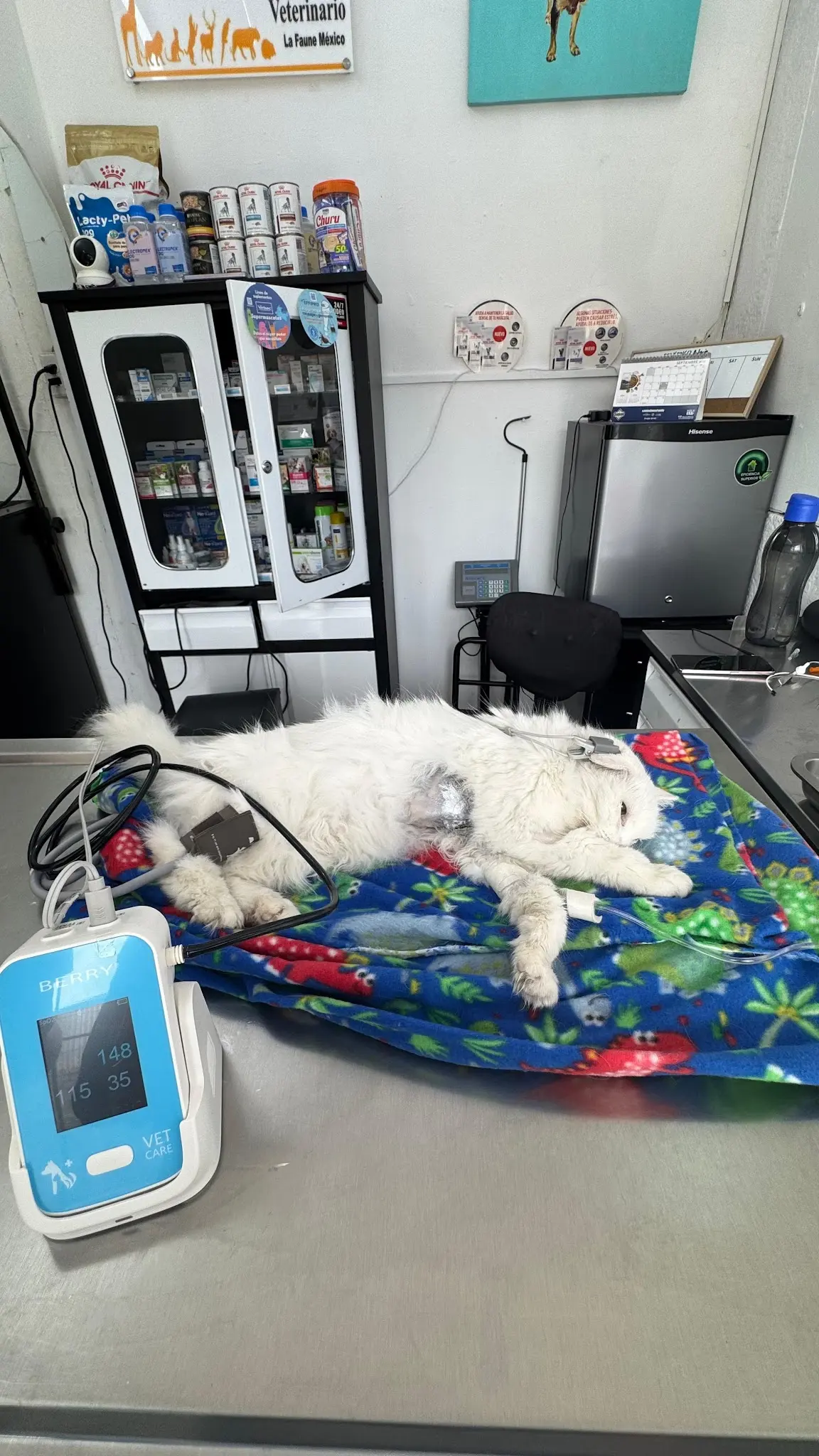 Wild Animal Vet Sucursal Iztapalapa — foto 3 de 3