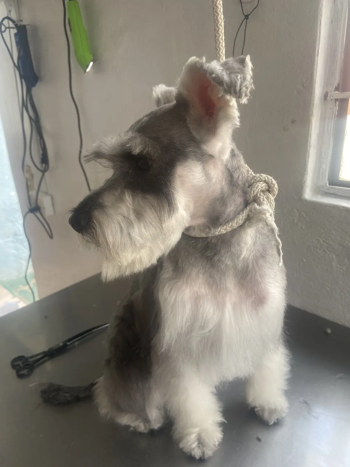 Zen kan veterinaria — foto 3 de 3
