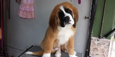 Animal Paradise — foto 4 de 4