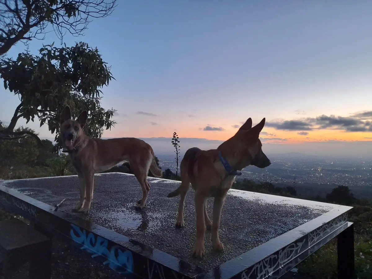 Clínica Veterinaria Real