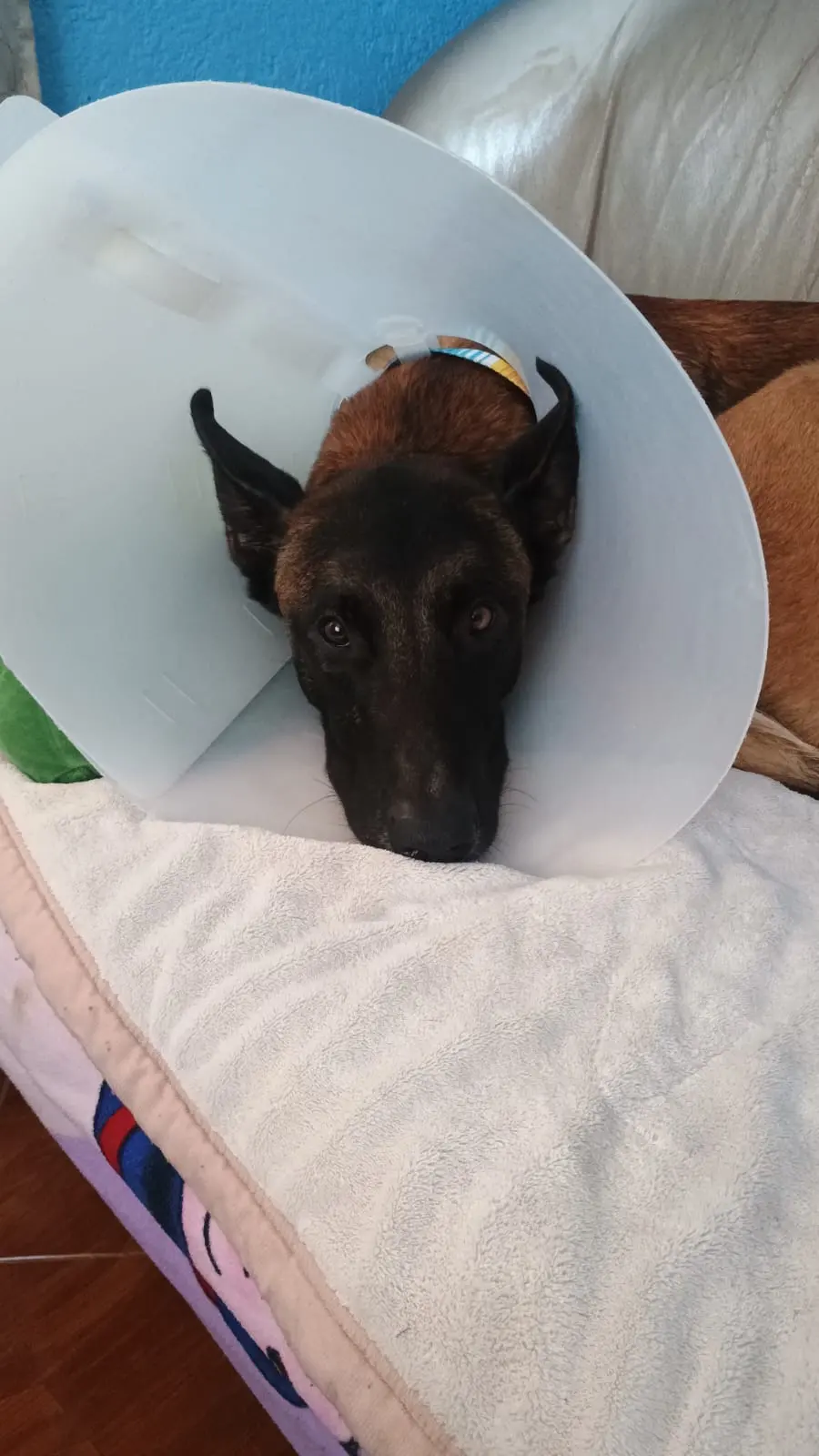Consultorio Veterinario del Sur — foto 3 de 3