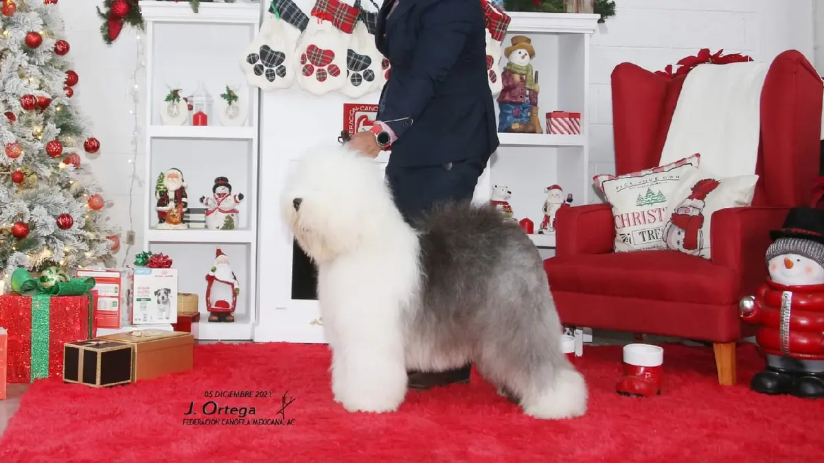 Peludogs