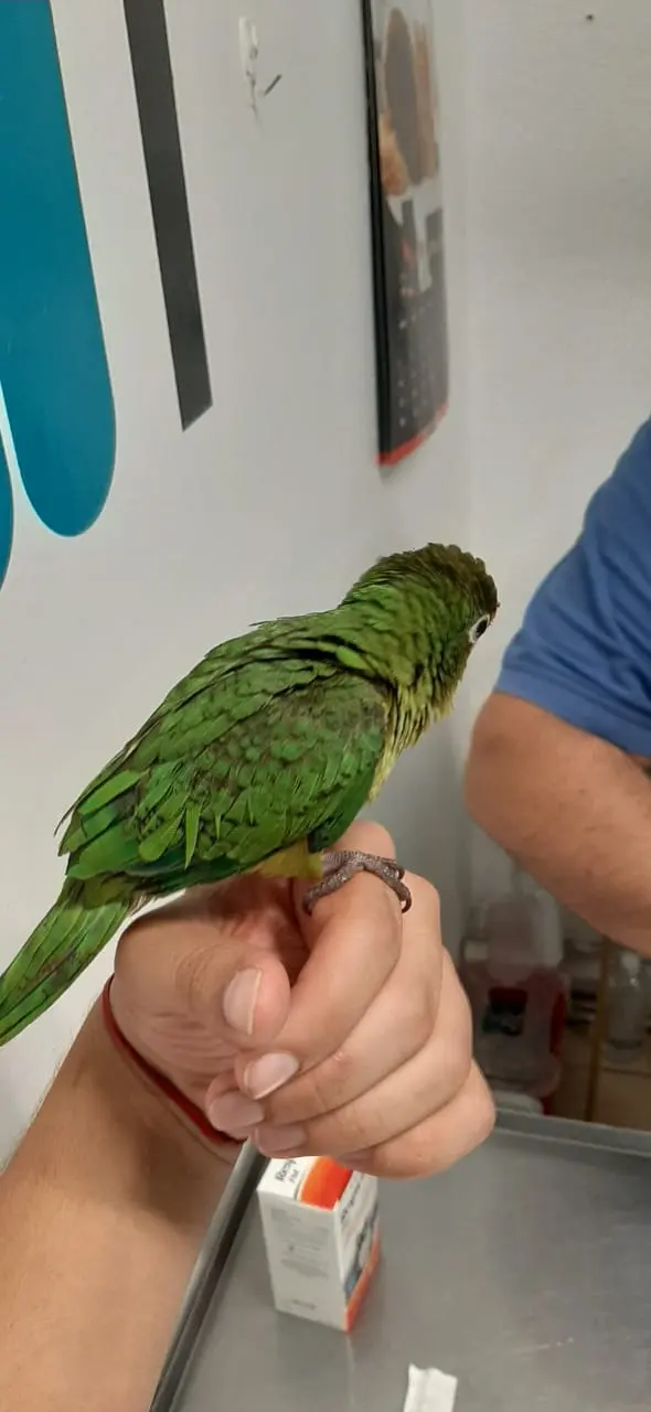 Pet's Home Clínica Veterinaria