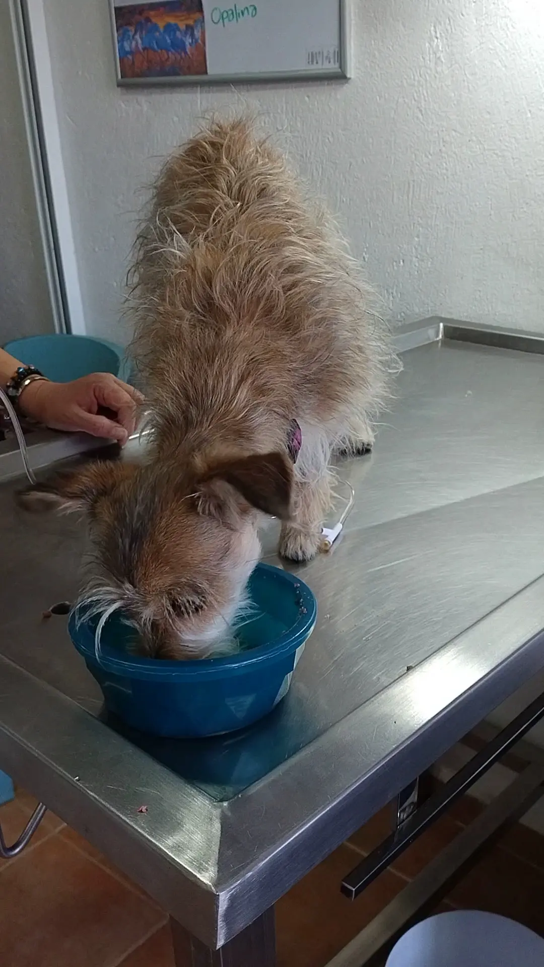 VETERINARIA SAN NICOLÁS — foto 2 de 3