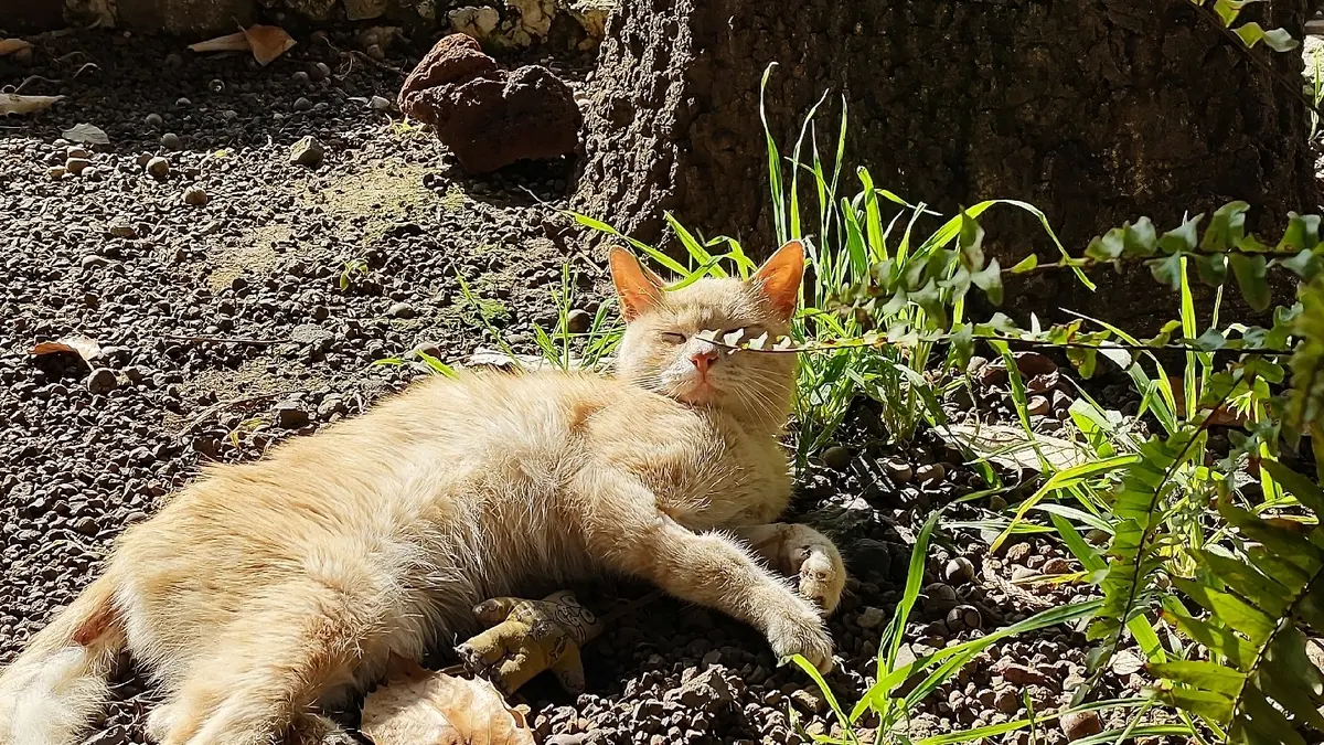 VETERINARIA SAN NICOLÁS