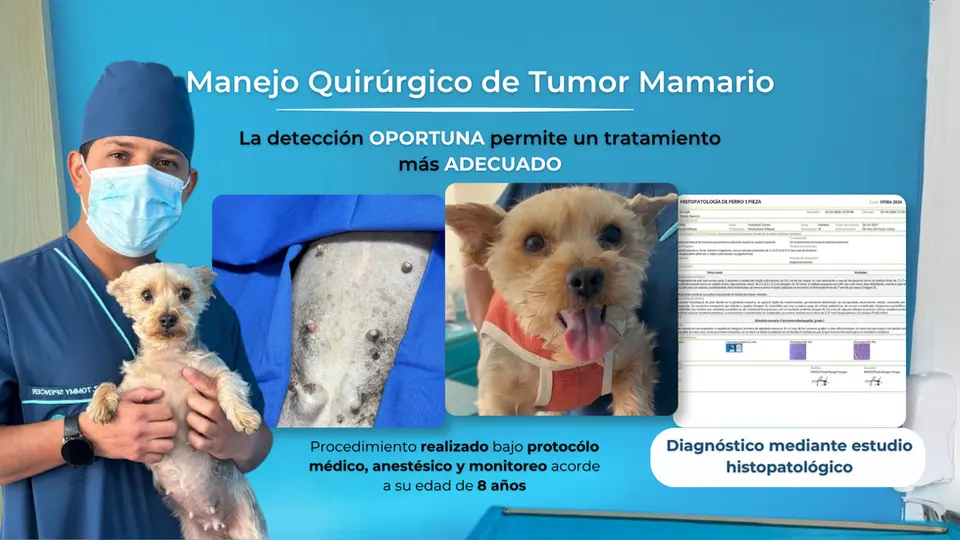 Veterinaria Vet Spik
