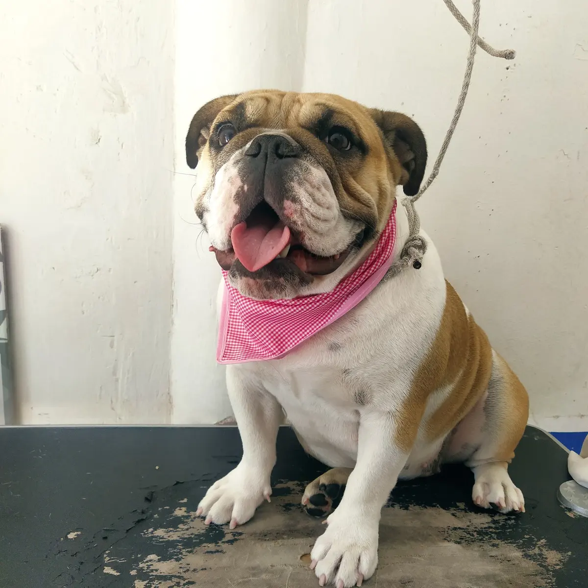 Veterinaria y Estética Canina Pet-Love — foto 3 de 3