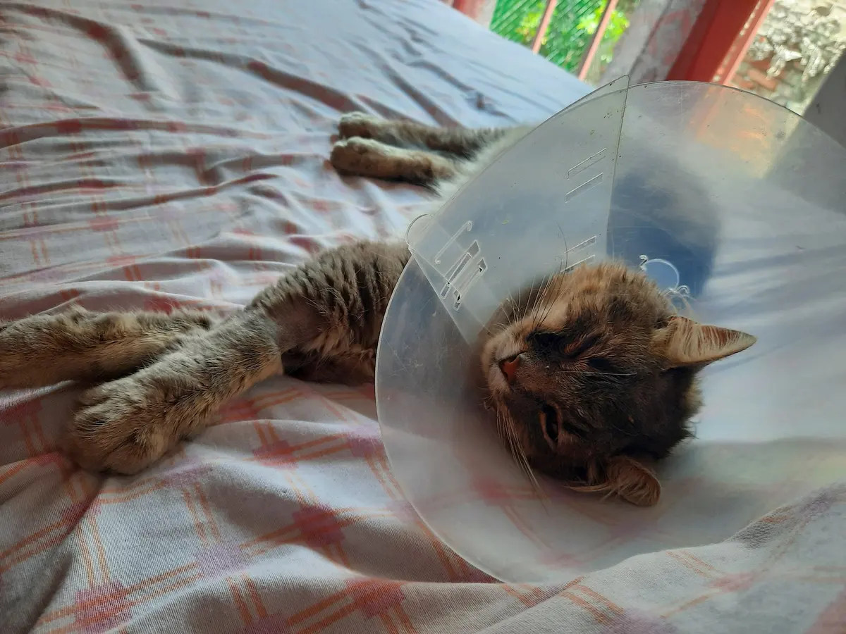 Centro Veterinario México — foto 6 de 7