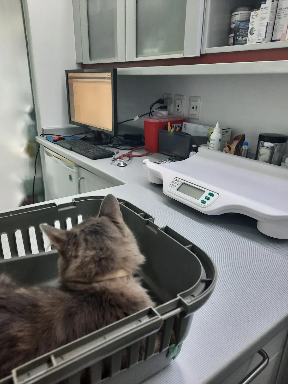 Centro Veterinario México — foto 7 de 7