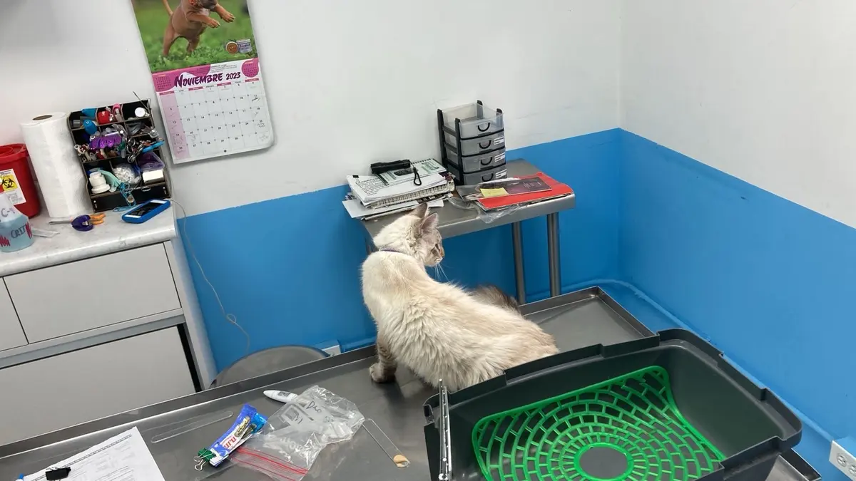 Clínica Veterinaria Legaria