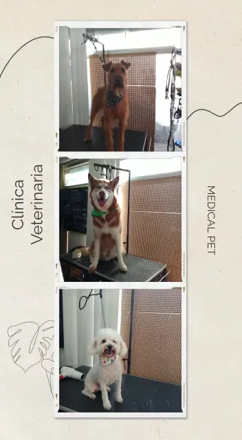 Clinica Veterinaria MEDICAL PET — foto 2 de 3