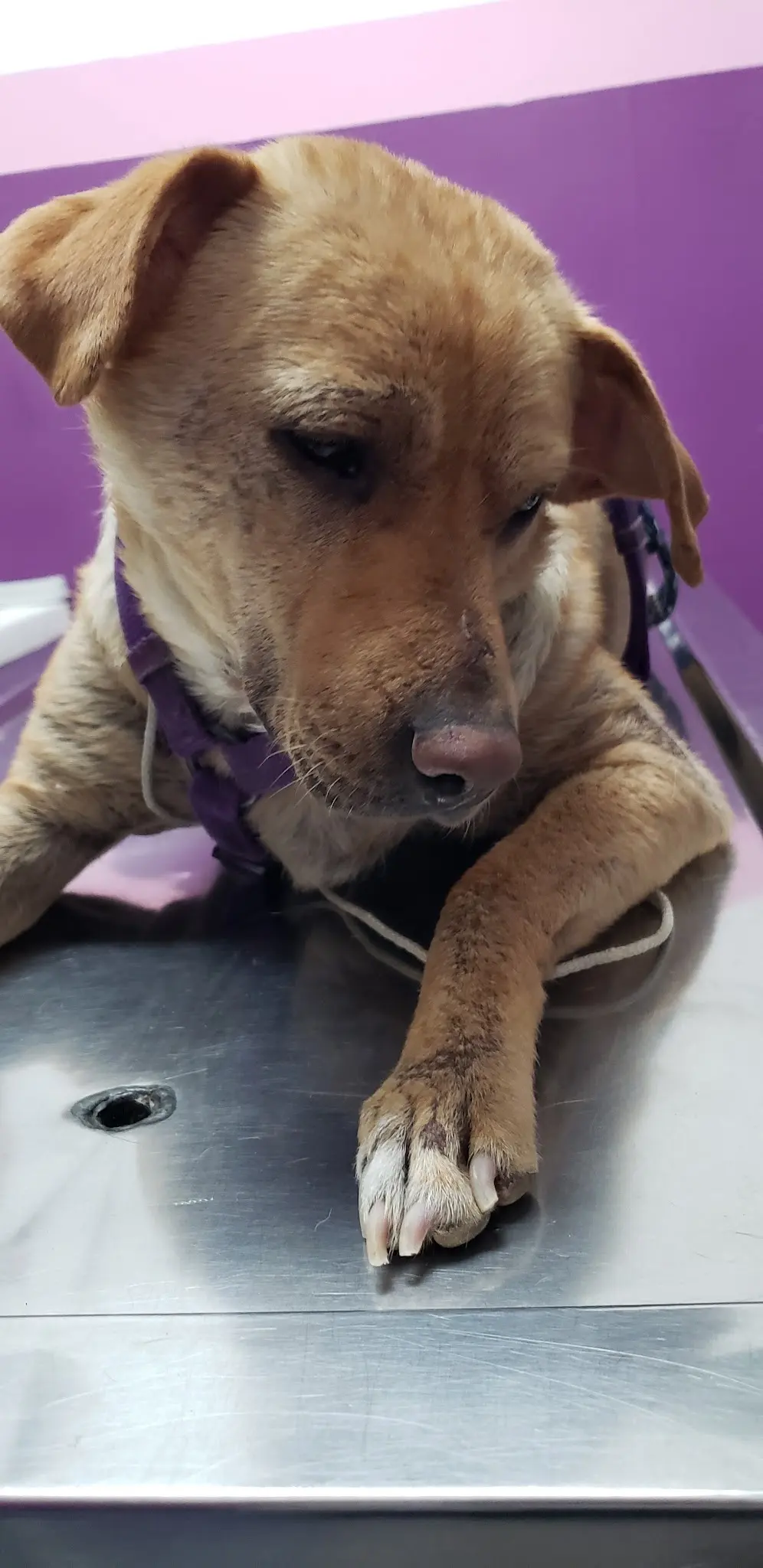 Clínica Veterinaria Oshim — foto 3 de 3