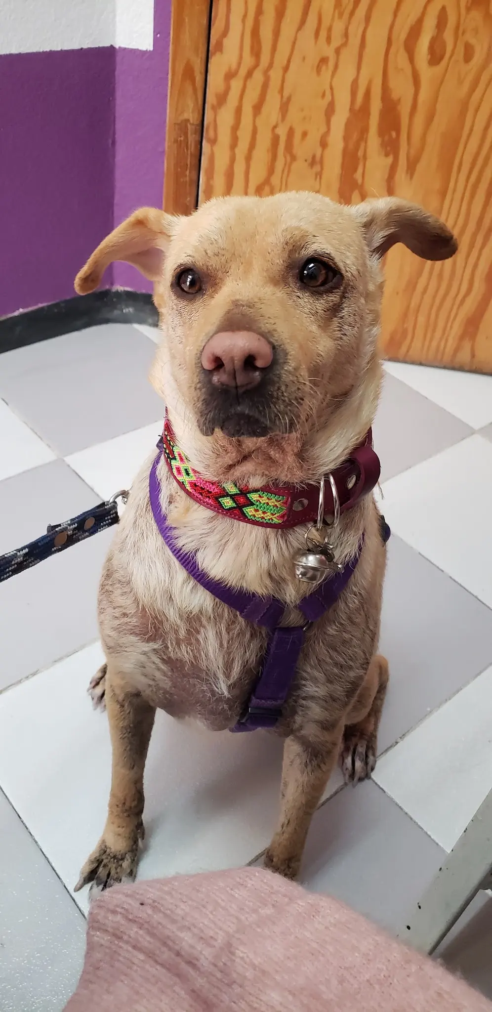 Clínica Veterinaria Oshim