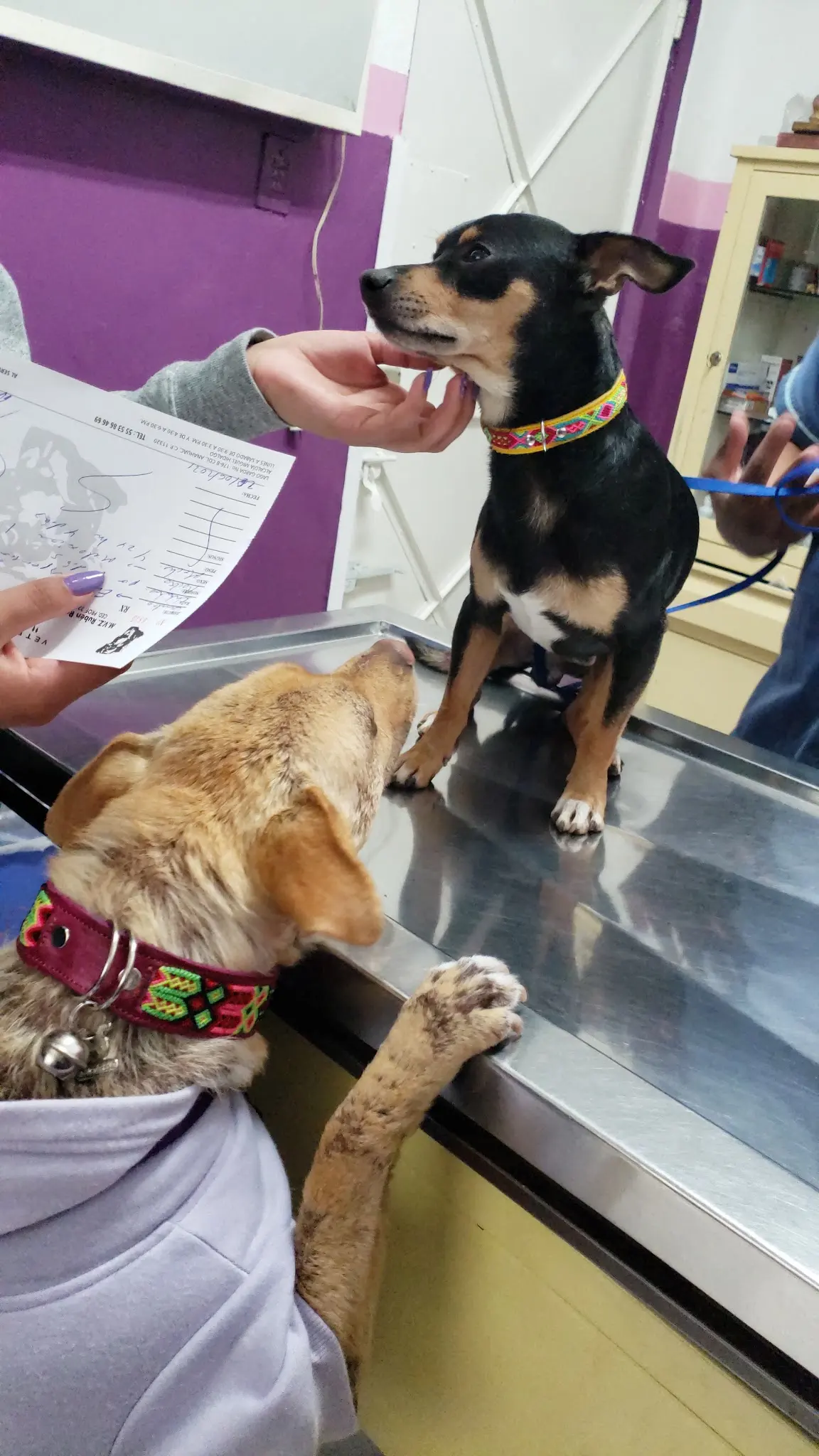 Clínica Veterinaria Oshim — foto 2 de 3