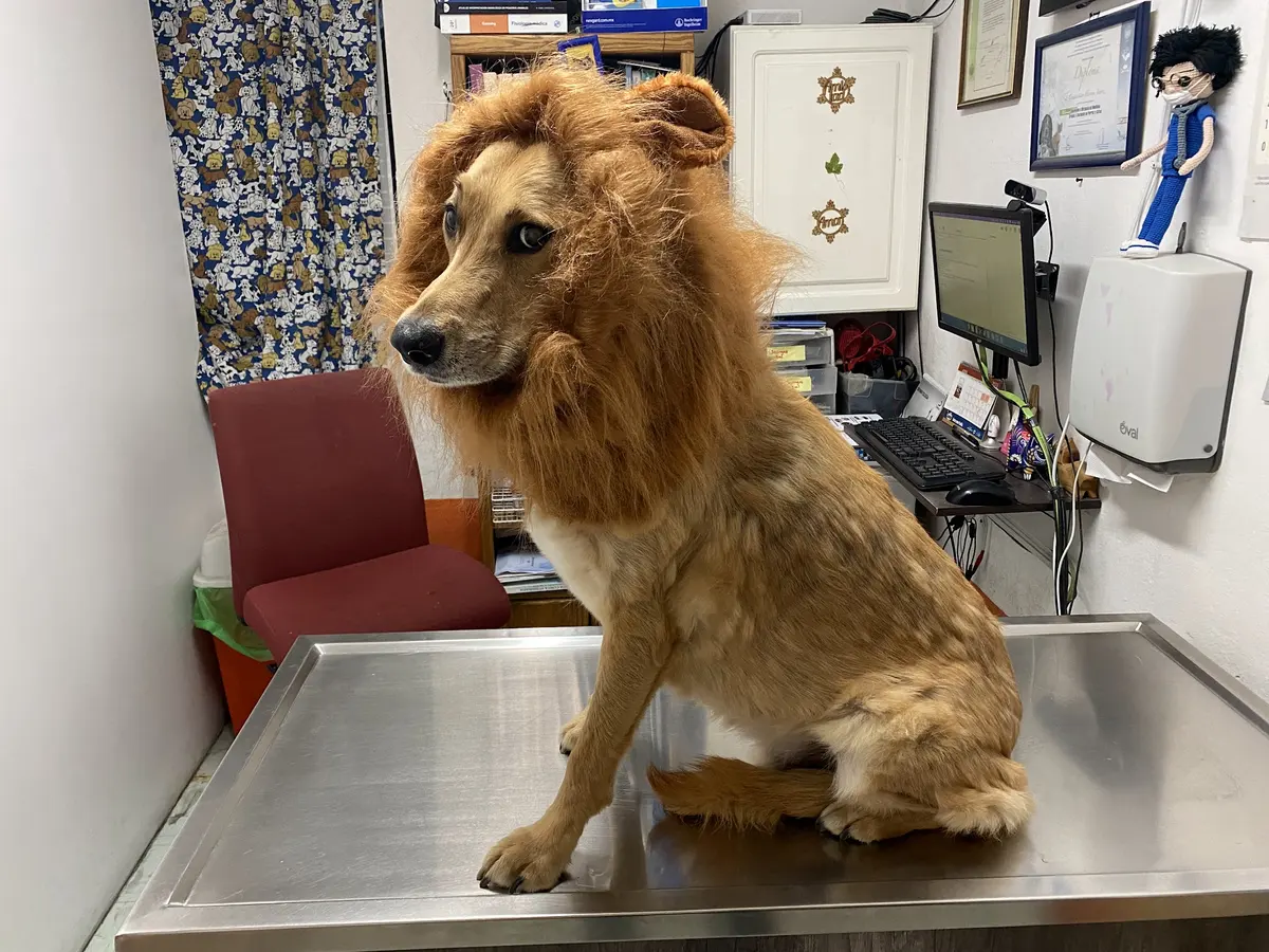 Colita Peluda de Bruno Veterinaria