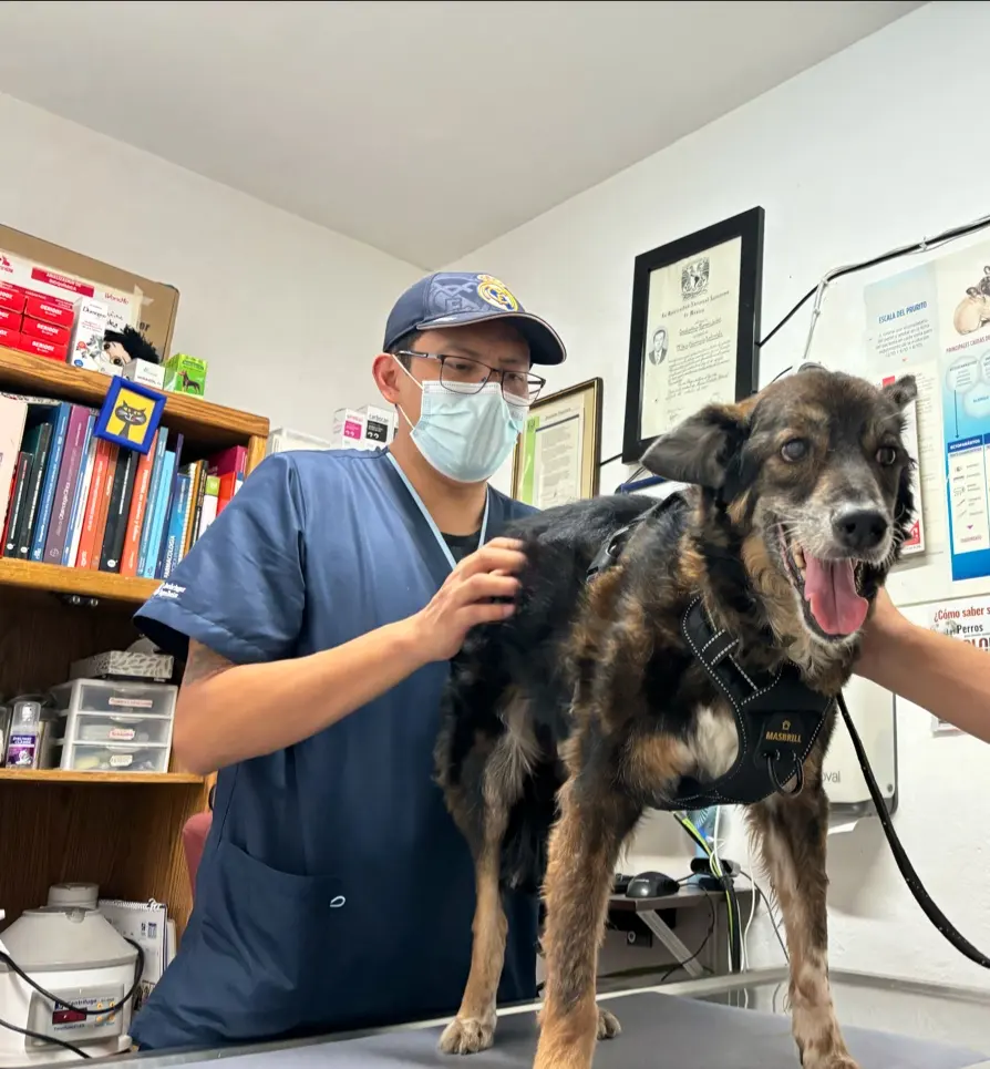 Colita Peluda de Bruno Veterinaria — foto 3 de 3