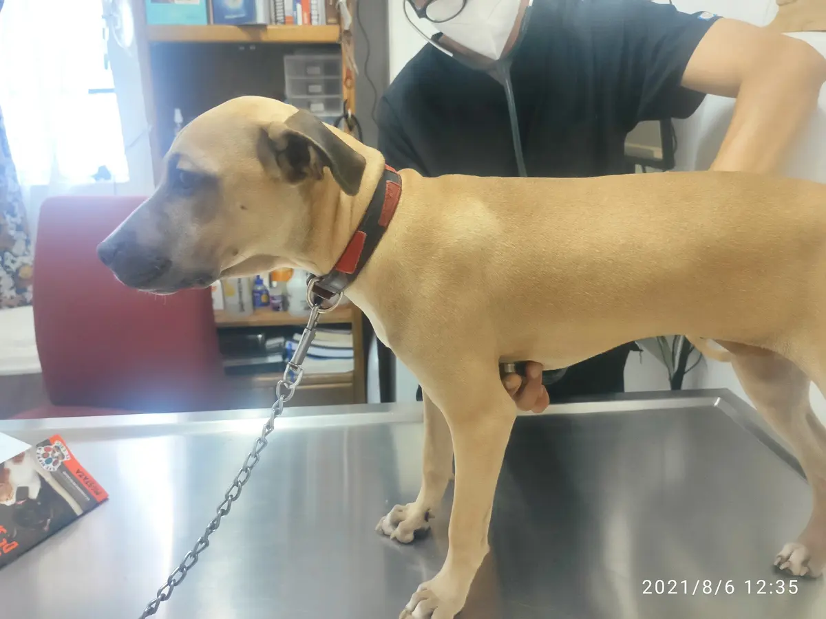 Colita Peluda de Bruno Veterinaria — foto 2 de 3