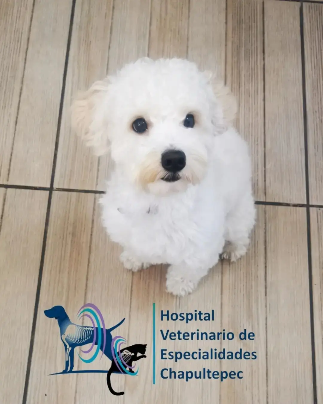Hospital Veterinario De Especialidades Chapultepec — foto 2 de 3