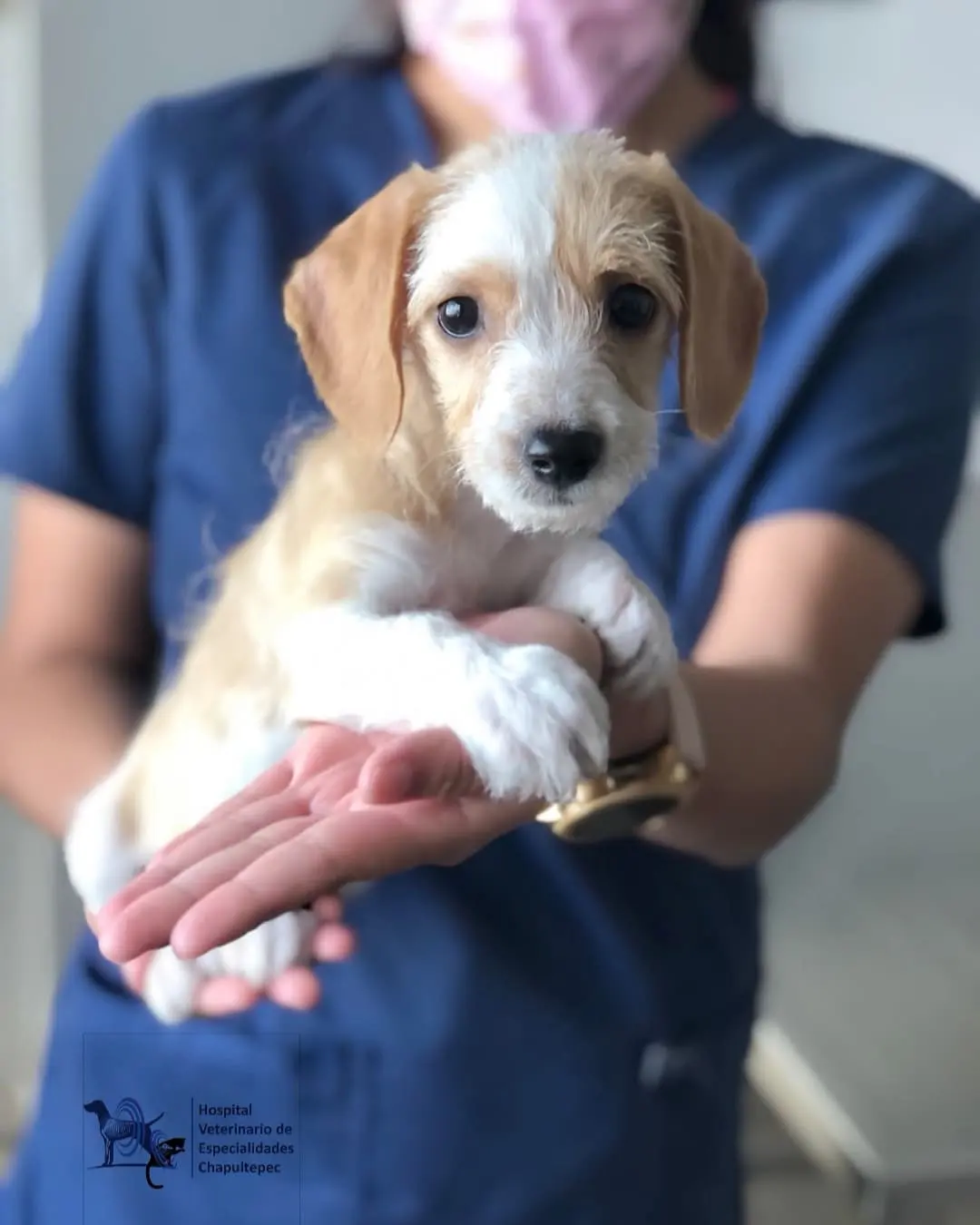 Hospital Veterinario De Especialidades Chapultepec