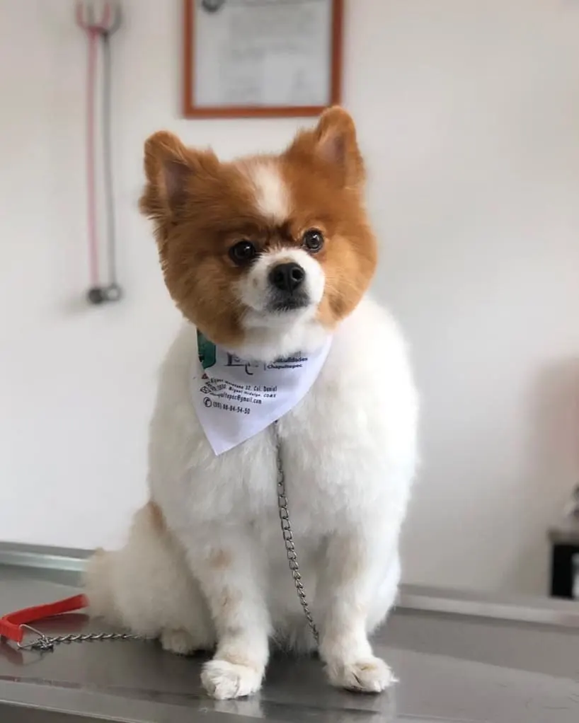Hospital Veterinario De Especialidades Chapultepec — foto 3 de 3