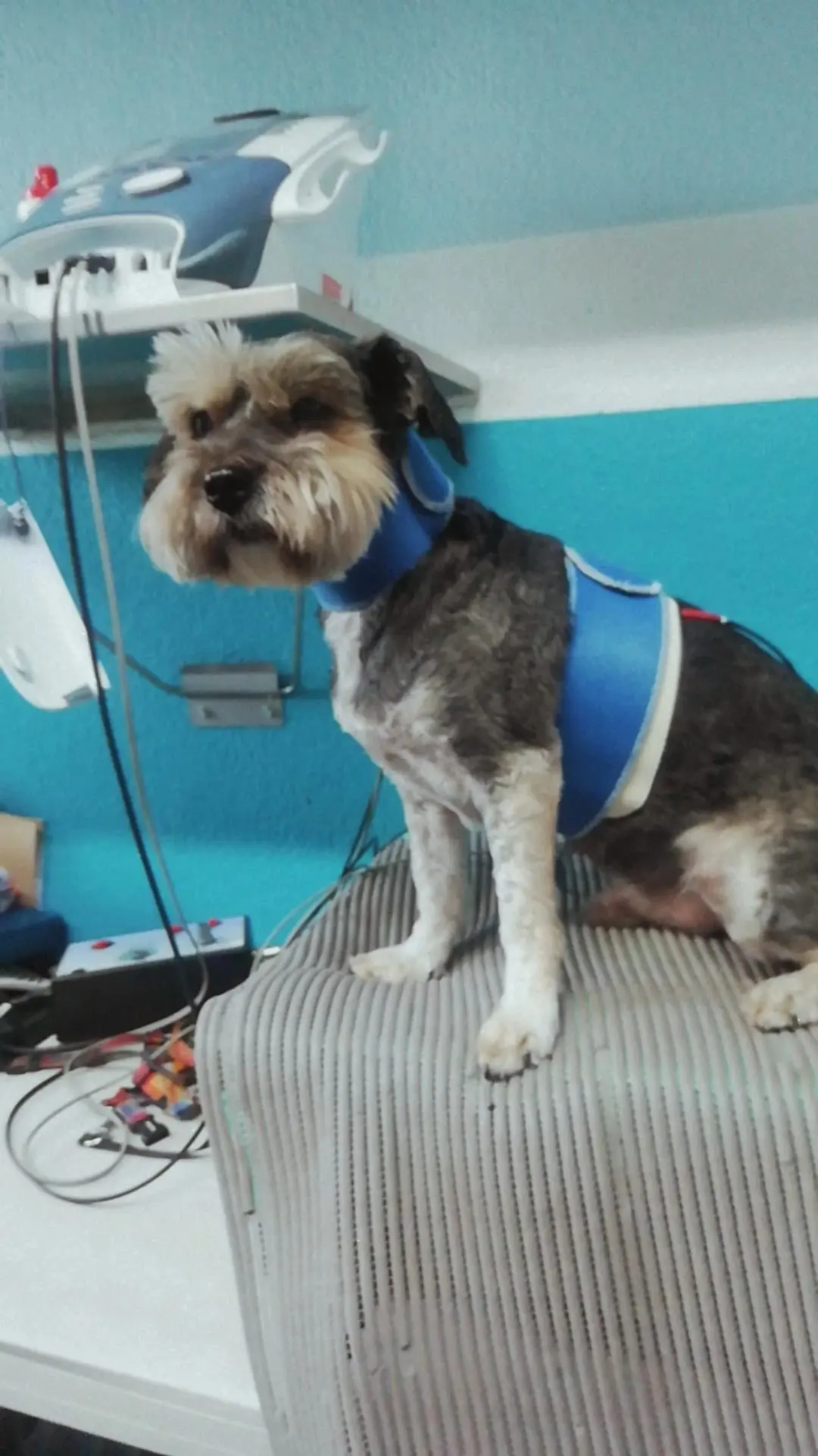 Hospital Veterinario K-Lev — foto 3 de 3