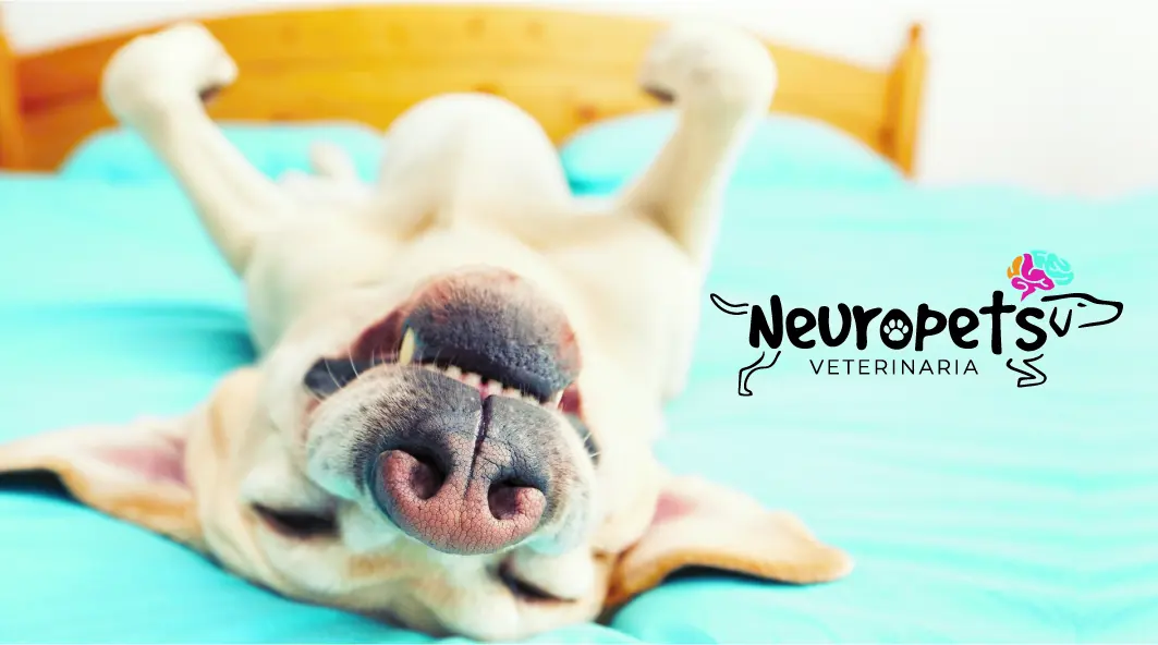 Neuropets Clínica Veterinaria