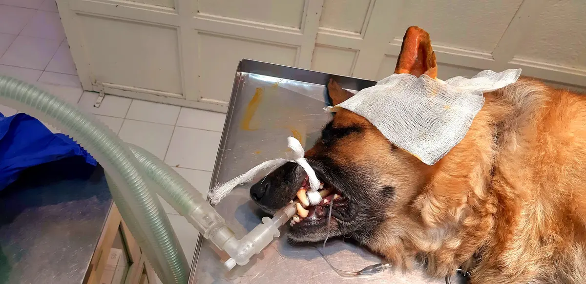 VETERINARIA MI FIEL AMIGO — foto 2 de 3