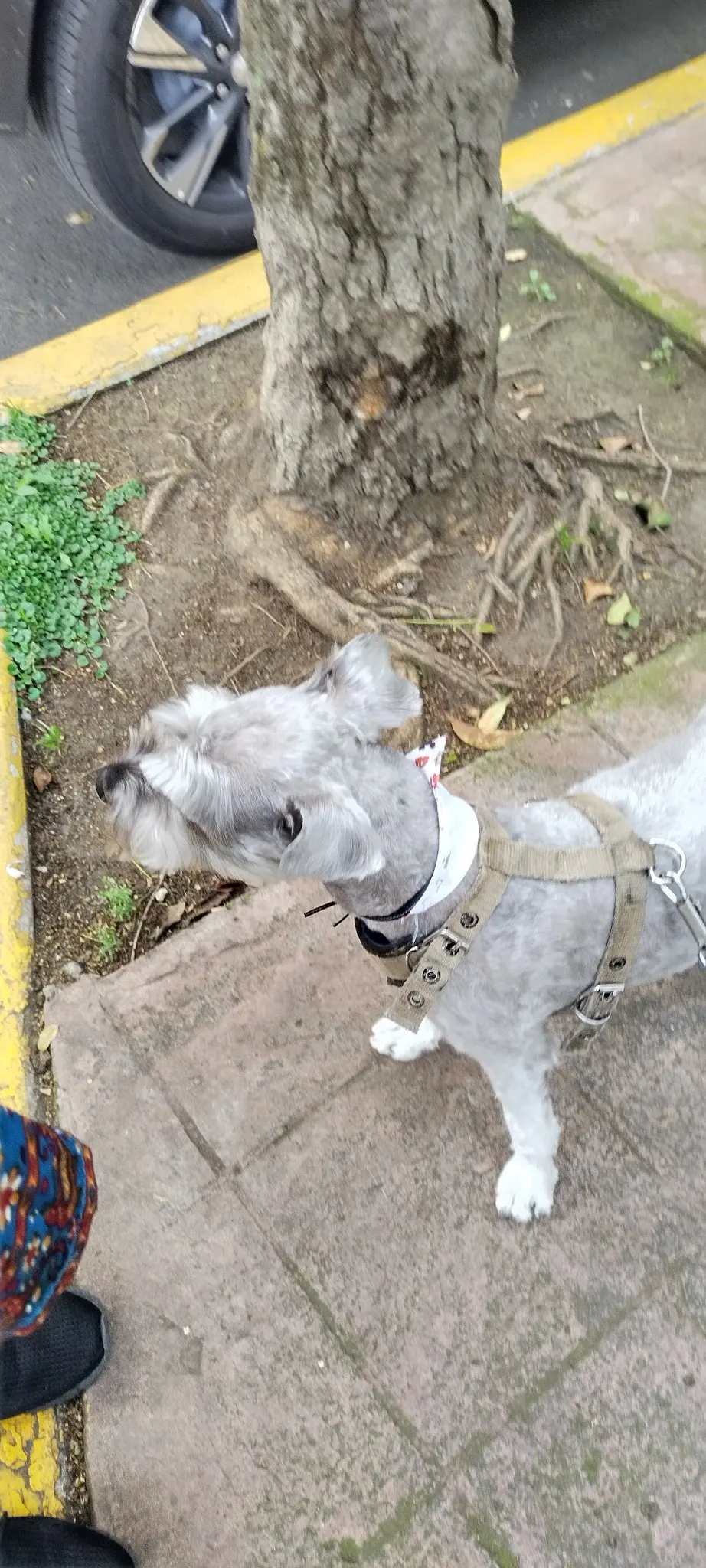 Veterinaria Moshi Moshi Pets — foto 3 de 3