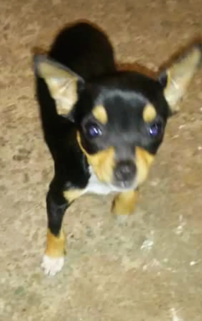 Servicios Veterinarios Tu Mejor Amigo — foto 2 de 2