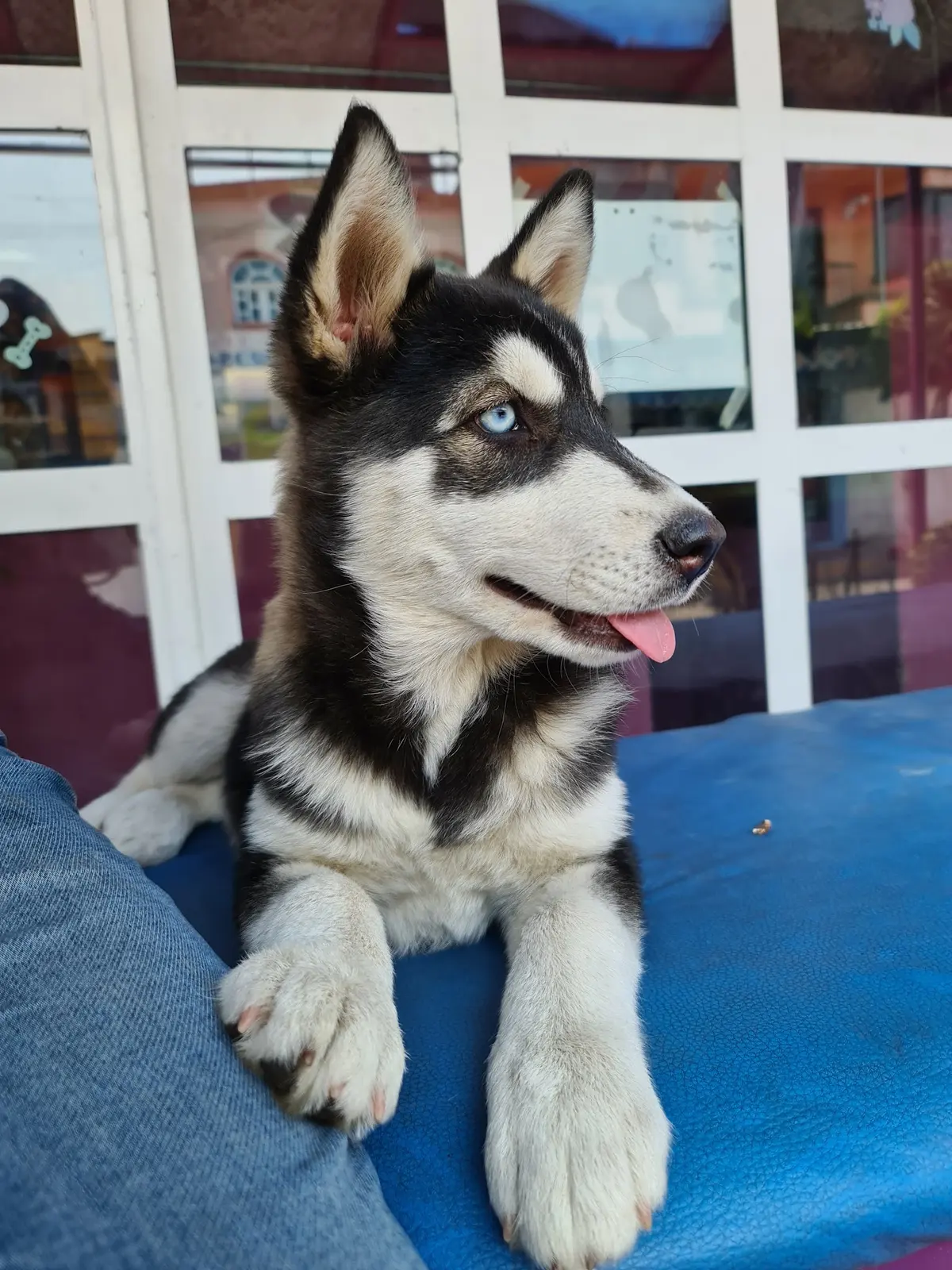 Veterinaria Misto, Los Reyes
