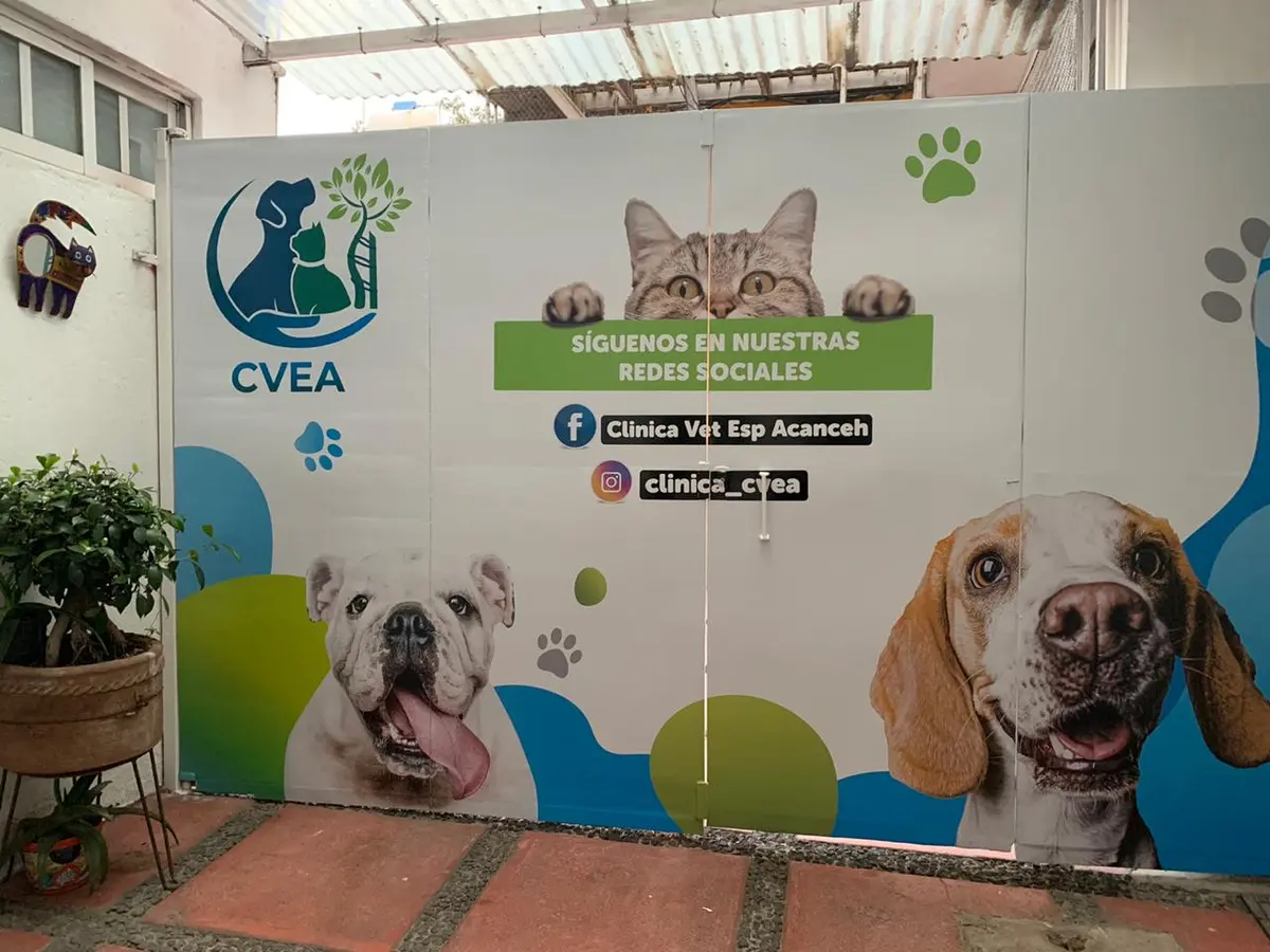 Clínica Veterinaria de Especialidades Acanceh — foto 3 de 3
