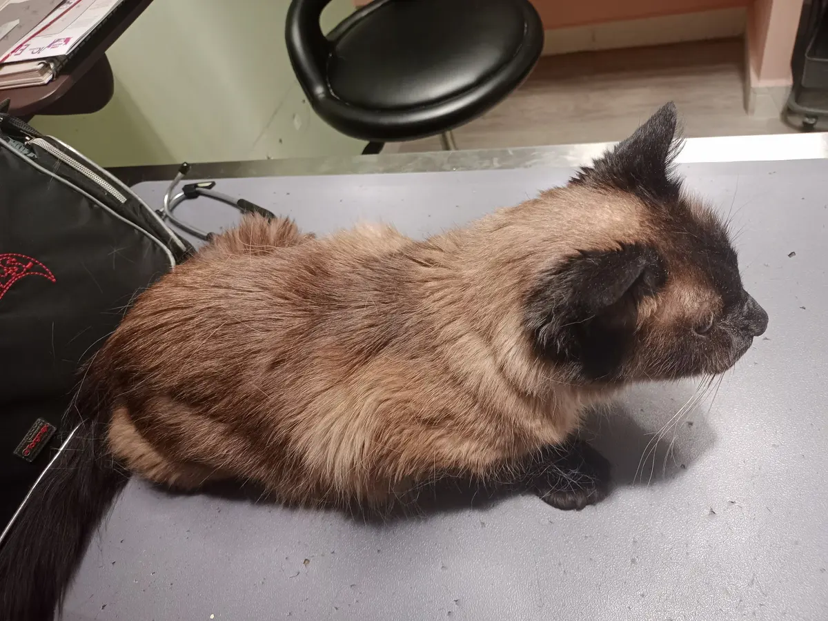 Clínica Veterinaria de Especialidades Acanceh — foto 2 de 3