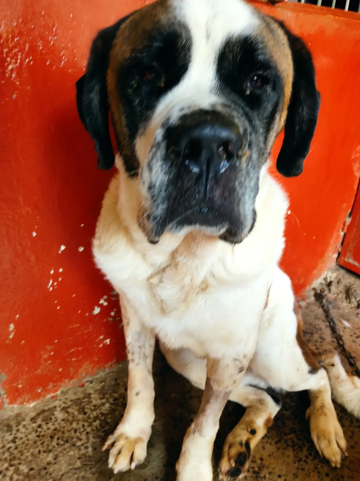 CLÍNICA VETERINARIA OSCAR CANN