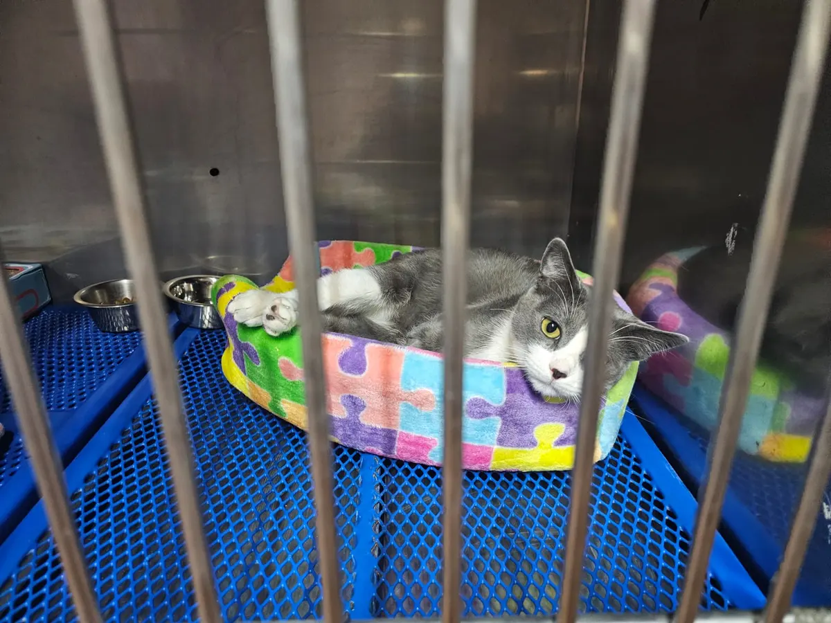 Hospital Veterinario EVR PETS