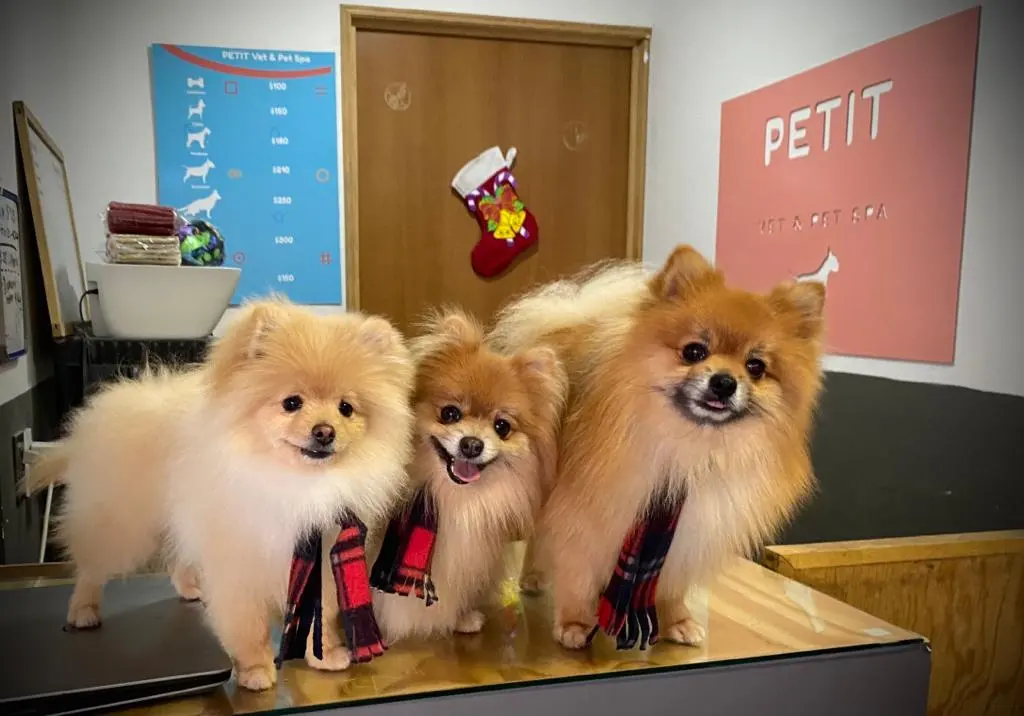 Veterinaria Estética Canina y Felina VITALPETS PEDREGAL