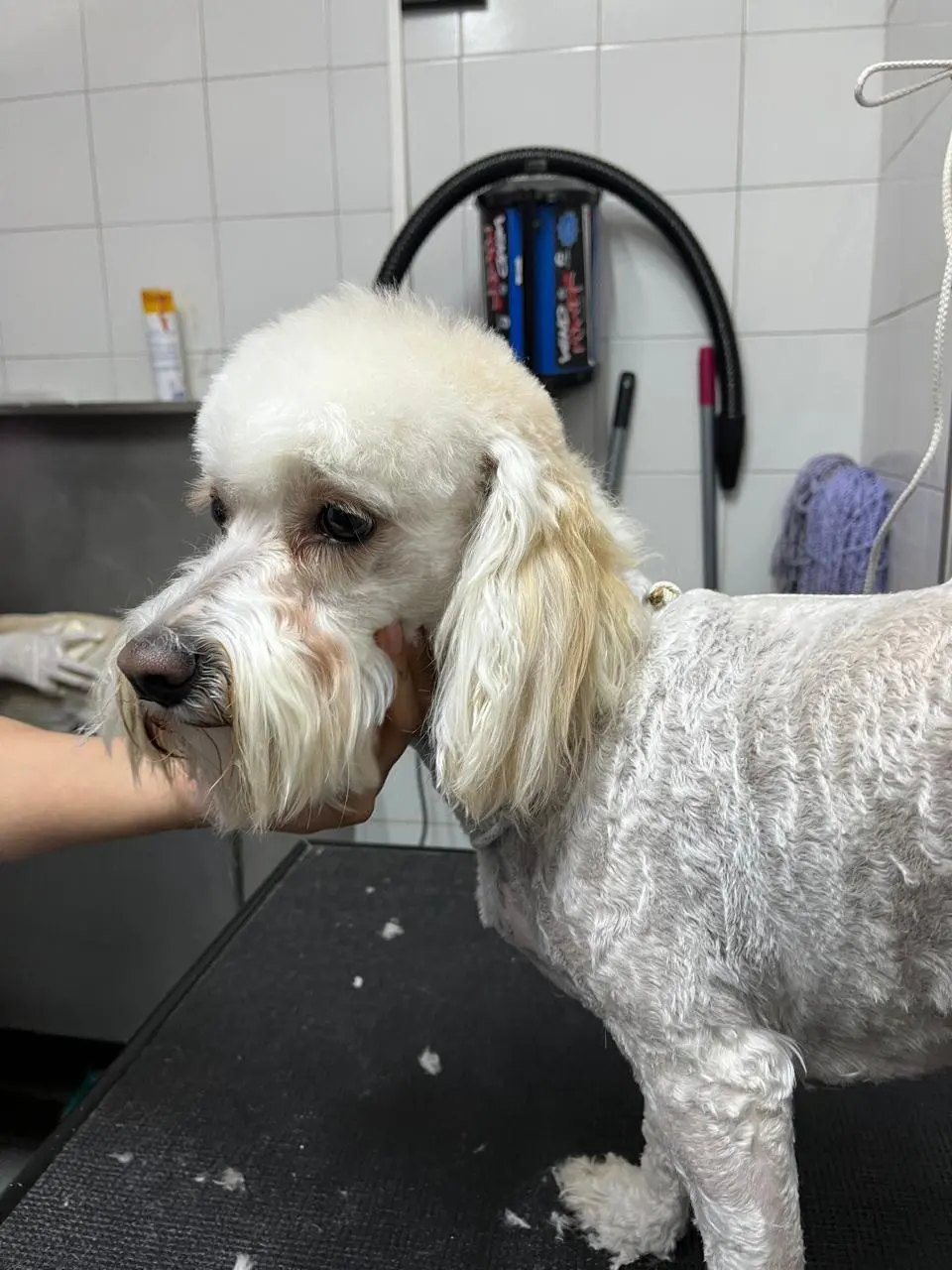 Veterinaria Las Mascotas de Tlalpan