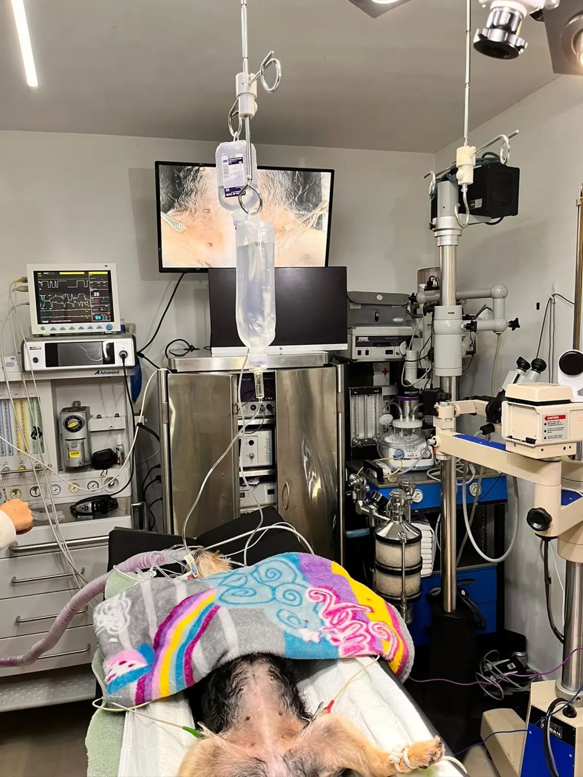 Veterinario Animedica