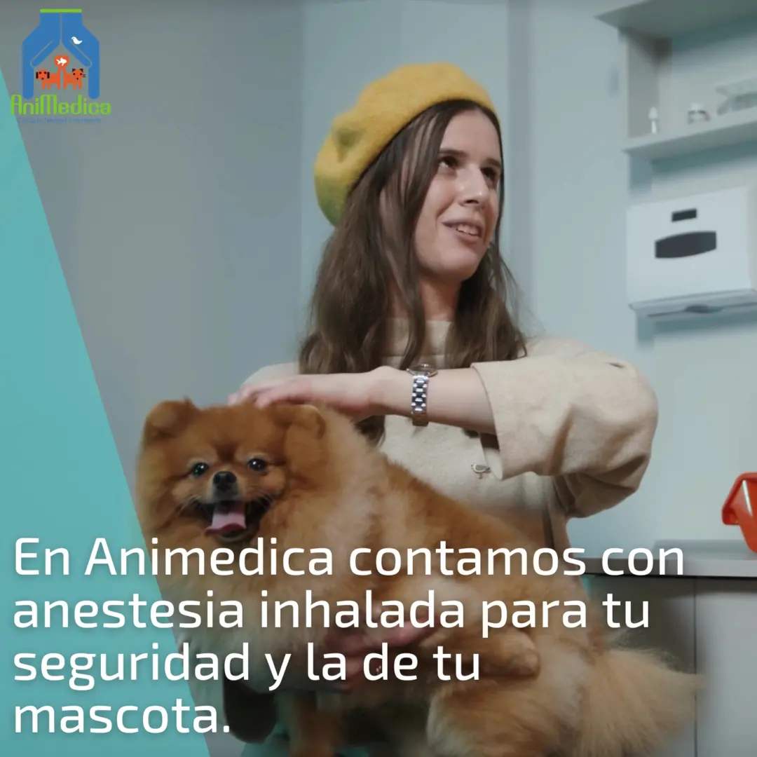 Veterinario Animedica — foto 2 de 3