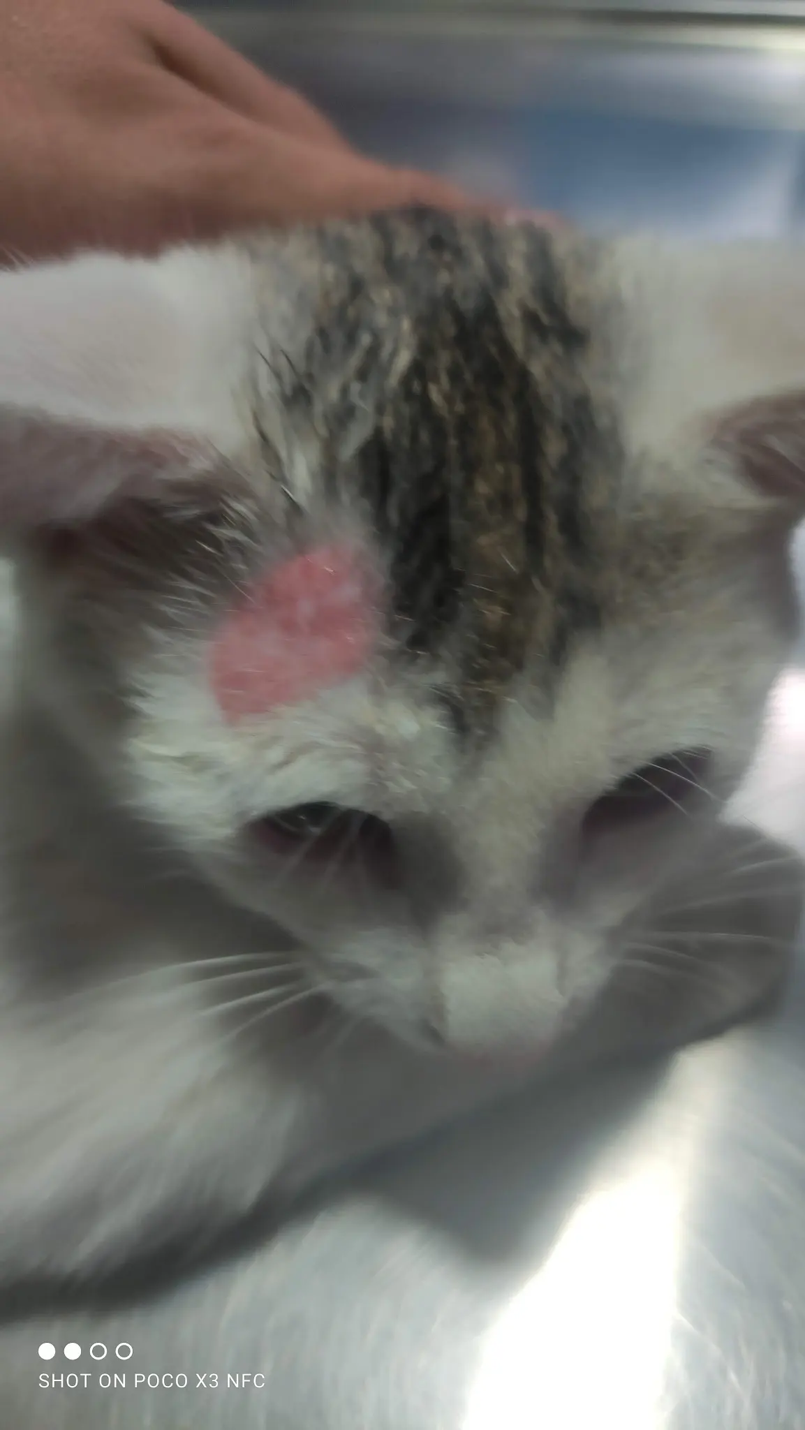Clínica Veterinaria Mixiuhca — foto 3 de 3