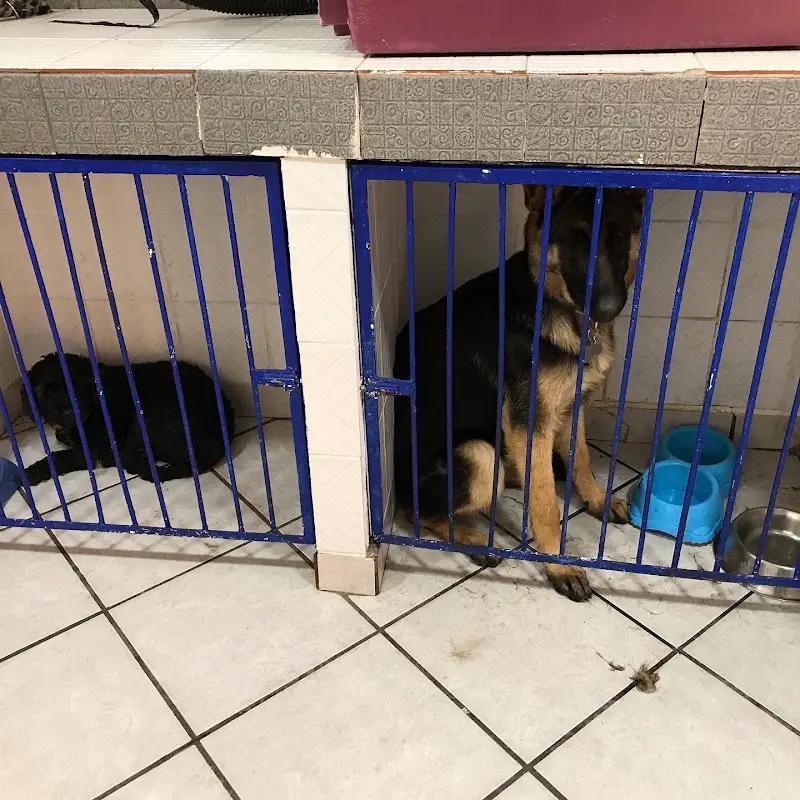 CLINICA VETERINARIA SOMA
