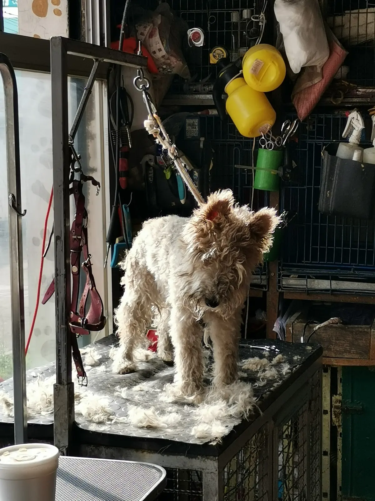 VETERINARIA "TULYEHUALCO"